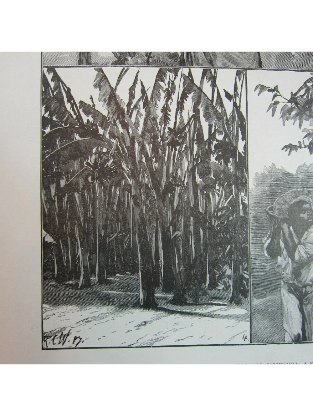 Antique 1888 Print Sketches in Lower California: A Fruitful Land RC Woodville II